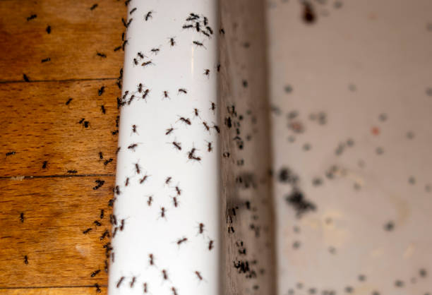 Best Wasp Removal Services  in Neshanic Station, NJ