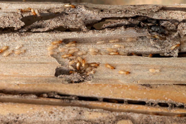 Best Cockroach Control Services  in Neshanic Station, NJ